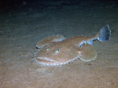 Anglerfish at a depth of 320 meters in the western Mediterranean Sea Anglerfish at a depth of 320 meters in the western Mediterranean Sea